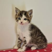 OXFORD Réservé, chat à adopter