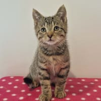 FICUS, chat à adopter