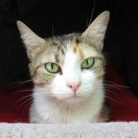 PANAMA, chatte à adopter