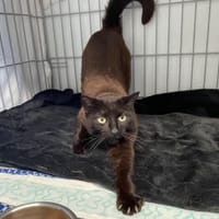 Circé, chatte à adopter