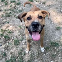 TOBBY, chien à adopter