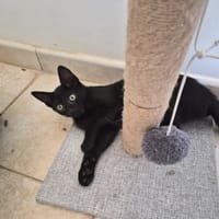SPOTY, chat à adopter