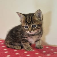 CHELSEA, chatte à adopter