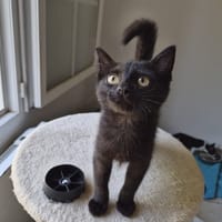 BULL, chat à adopter
