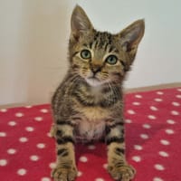 FREESI reservé, chat à adopter