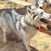 PHOEBE, chienne à adopter