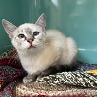 ALEX, chatte à adopter