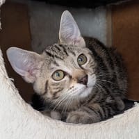 STORM, chatte à adopter