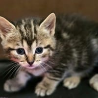 GUIMAUVE, chatte à adopter