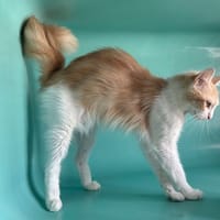 spiky, chatte à adopter