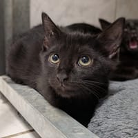 NOUGATINE, chatte à adopter