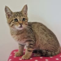 ROSE, chatte à adopter