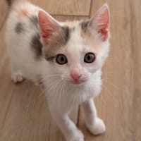MANDY, chatte à adopter
