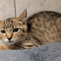 GIGI, chatte à adopter