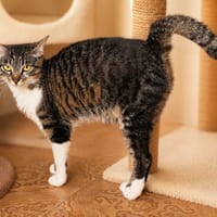 Robocat, chatte à adopter
