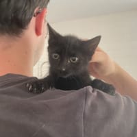 OMBRA, chatte à adopter