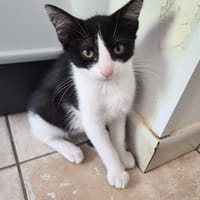 OREO (réservé), chat à adopter