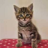 LEEDS, chat à adopter