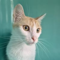 queency, chatte à adopter