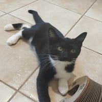 BELLE (réservée), chatte à adopter