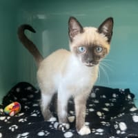 CLOVER, chatte à adopter