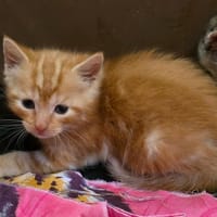 GAUFRETTE, chatte à adopter