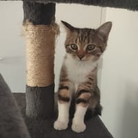 NUTELLA (réservée), chatte à adopter