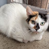 ESPERANCE, chatte à adopter