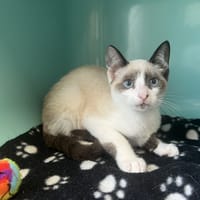 JERRY, chat à adopter