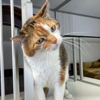 ARMEN, chatte à adopter