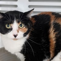 MARVEL, chatte à adopter