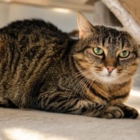 LYNX, chatte à adopter