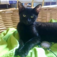 FOX, chatte à adopter