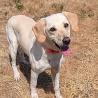 Olympe, chienne à adopter