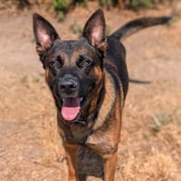 VOLT, chien à adopter