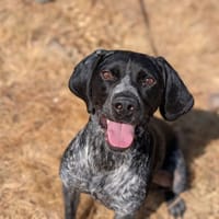 TUBI, chien à adopter