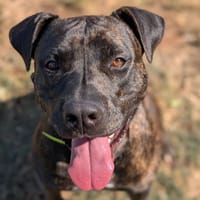 TINA, chienne à adopter