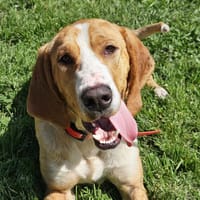 MUSHU, chien à adopter