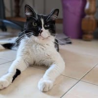 Merlin, chat à adopter