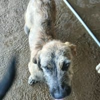HENDRIX CROISE GRIFFON, chien à adopter