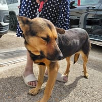 XANDY croise berger allemand, chienne à adopter