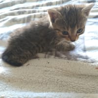 Karma, chatte à adopter