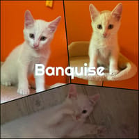 BANQUISE, chat à adopter