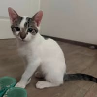 BAMBOU, chat à adopter