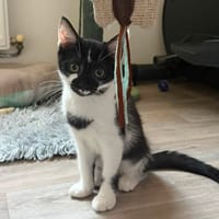 BRUME, chatte à adopter
