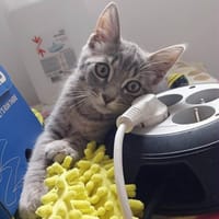 SONIC, chat à adopter
