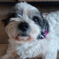 Everest, chien à adopter
