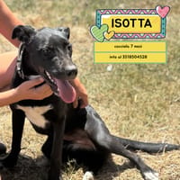 ISOTTA, cane femmina da adottare