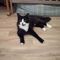 Affreux, chat à adopter