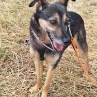 Yali, chienne à adopter